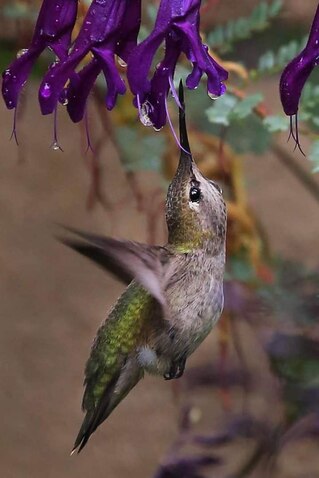 Hummingbird-Acrobatic