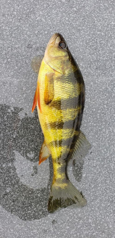 03056CEB-BAA6-4331-83AB-8780A1FDBAE6