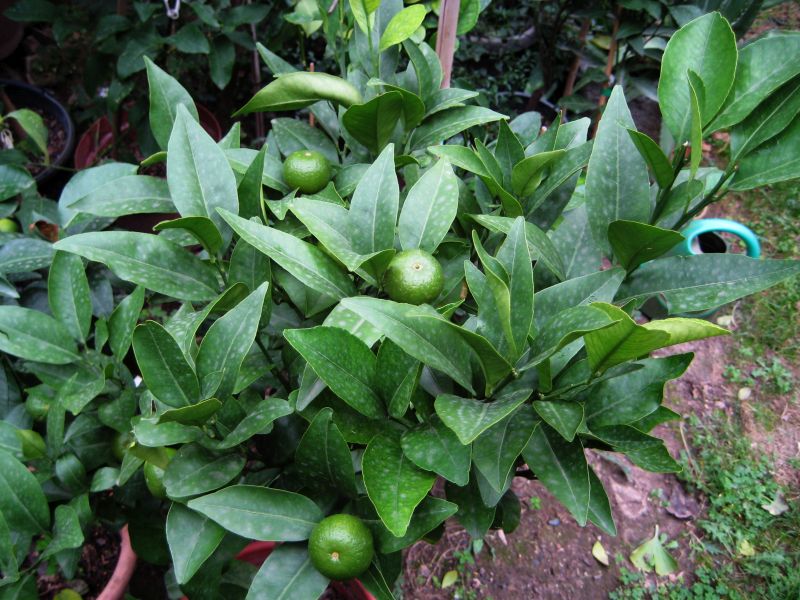 mandarina_kleopatra1