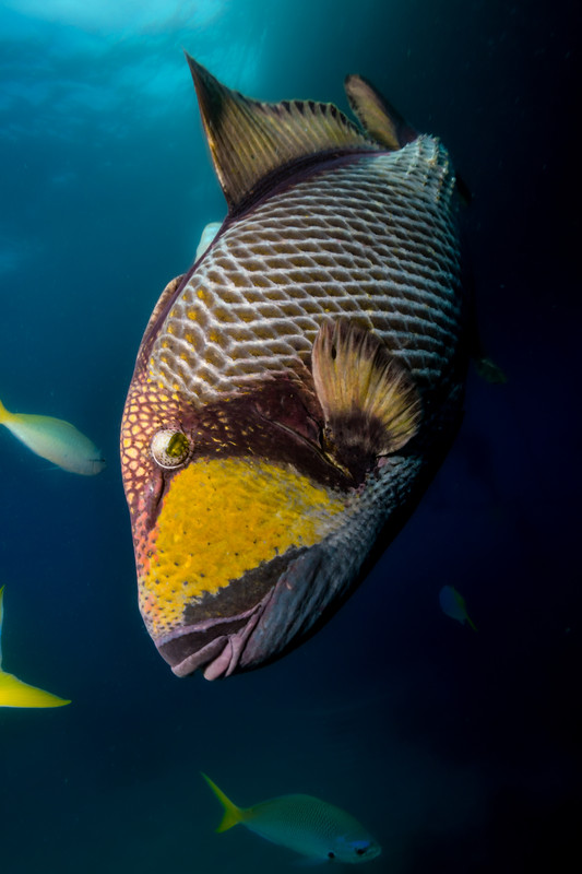 Triggerfish framed by shafts of light and drifting plankton