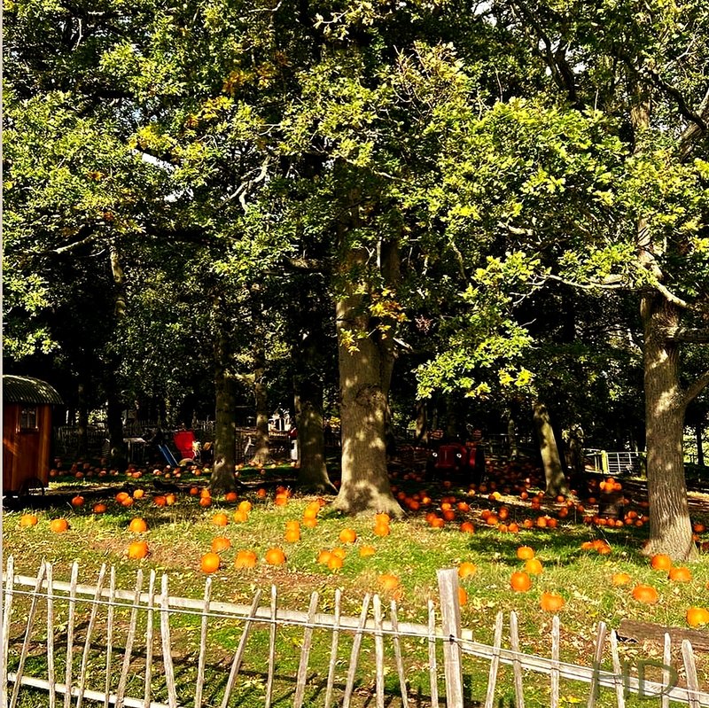 Pumpkin-farm-4.jpg