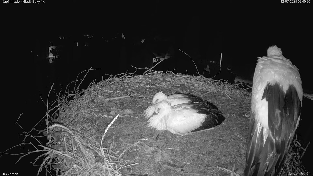 Živá kamera - Mladé Buky - čapí hnízdo 4K 4-50-41 screenshot