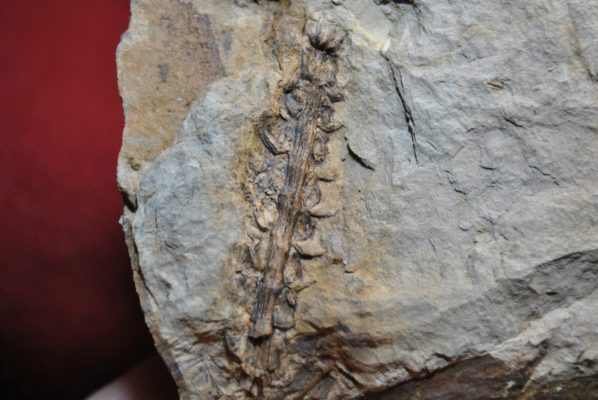 Calamites Schlotheim ,1820. Annularia sternberg , 1822 . - Page 5 DSC-2859