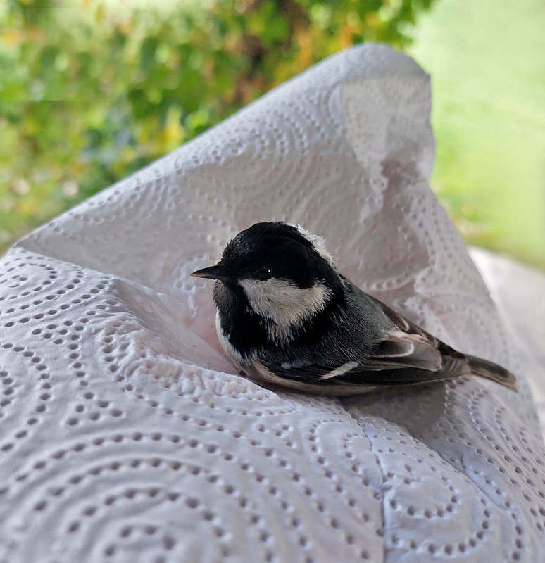 IMG-3f50477a65239f01ae44de4