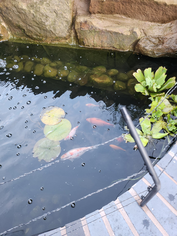 17302185811294262538513103151647