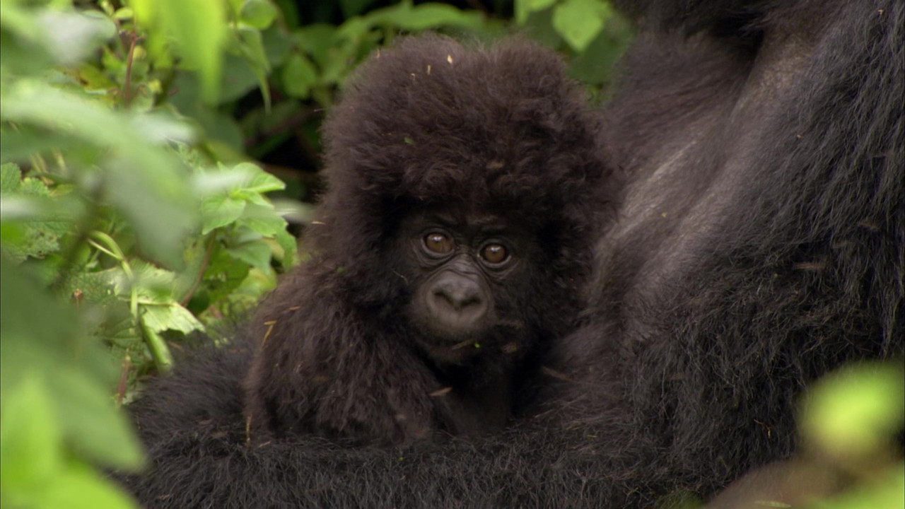 Africa (2001) - S01E01 - Savanna Homecoming (1080p BluRay x265 S