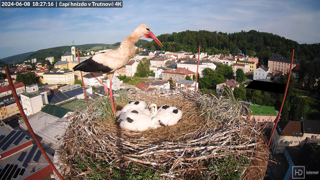 Tiešraidē no stārķa ligzdas uz alus darītavas skursteņa Trutnovā 15-55-23 screenshot