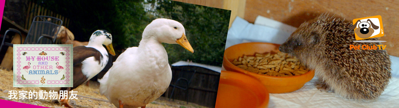 寵物頻道 2026年4月推薦節目