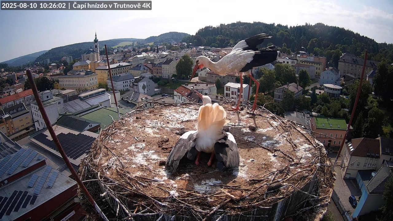 Tiešraide no stārķa ligzdas uz alus darītavas skursteņa Trutnovā 12-46-17 screenshot