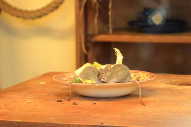 rodent-8.jpg