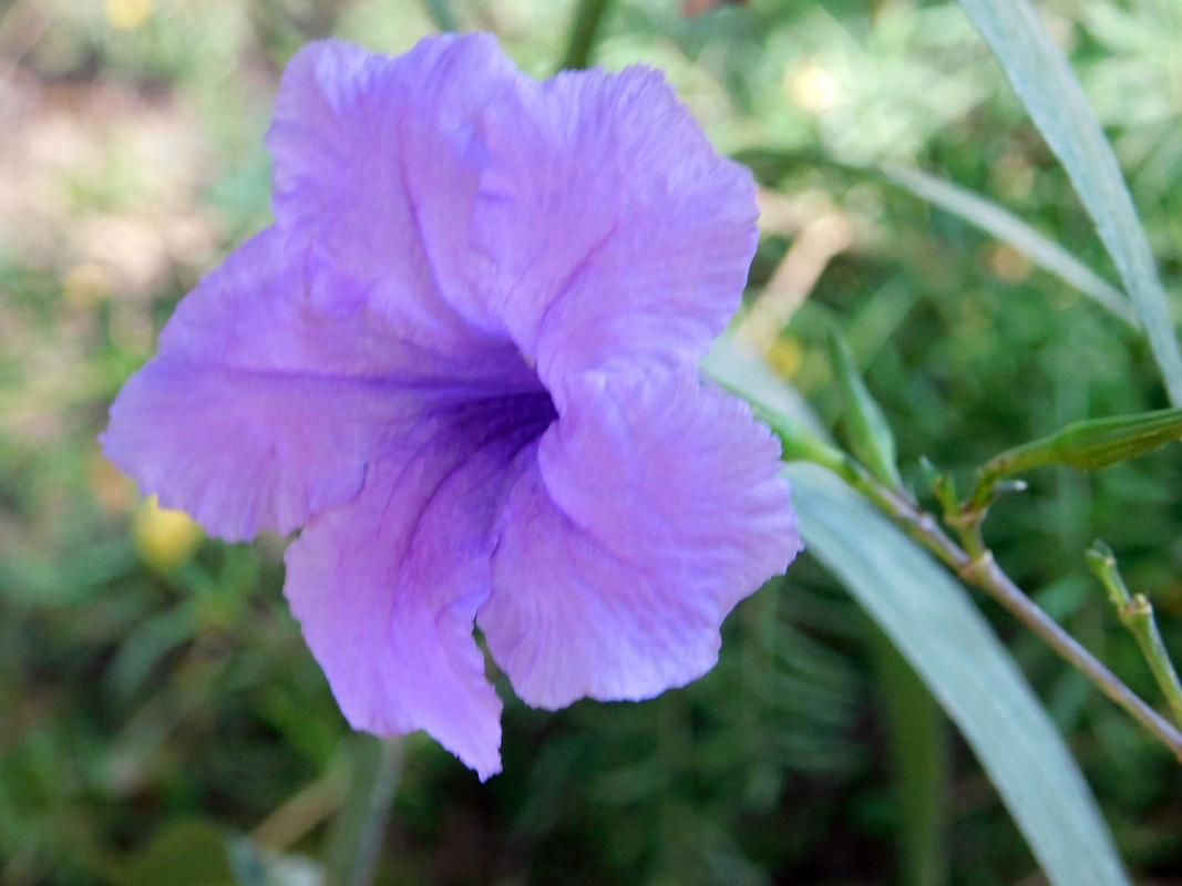 DSCN5660.jpg