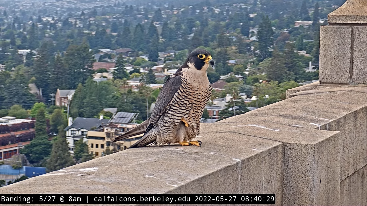 5-27-22 Banding (Raw West Footage) 30-39 screenshot