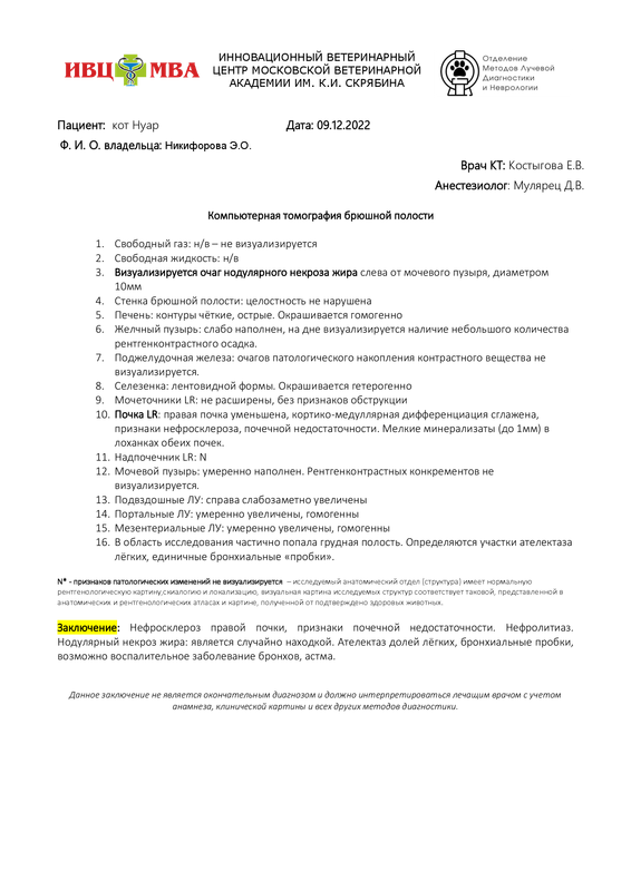 Никифорова Э.О. кот Нуар, брюшная (2)