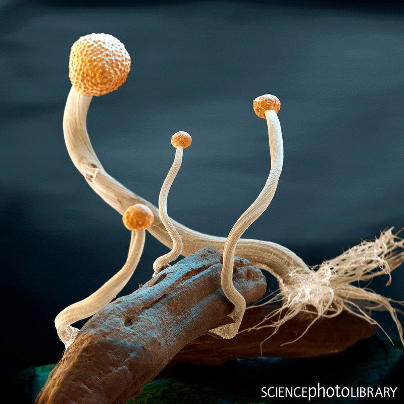 B2501231-Ergot_fungus,_SEM
