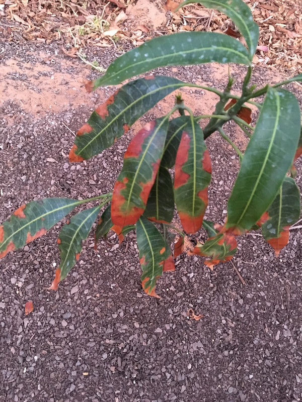 99AB366B-82FF-4FF3-AC9C-D79DFC2F97D1_1_105_c