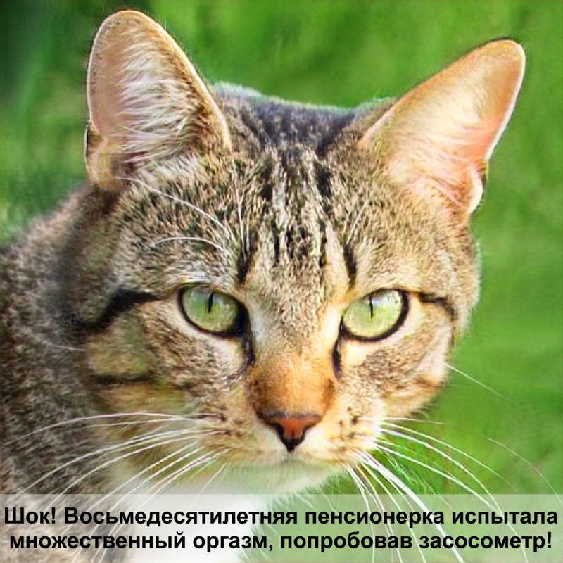 уход за беременной кошкой