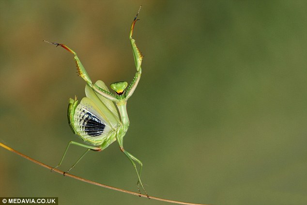 Gauss-the-Preying-Mantis.jpg