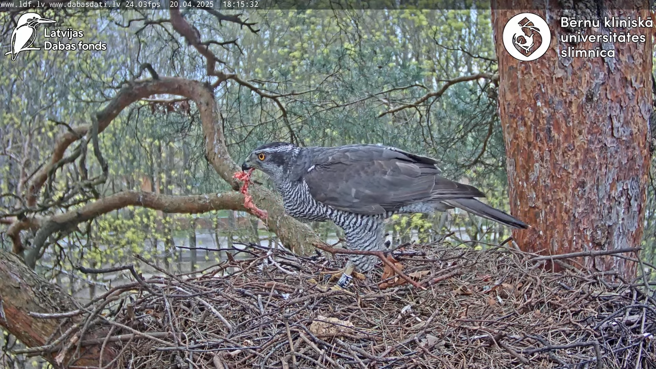 Vistu vanags (Accipiter gentilis) BKUS teritorijā – 2. ligzda 10-41-32 screenshot