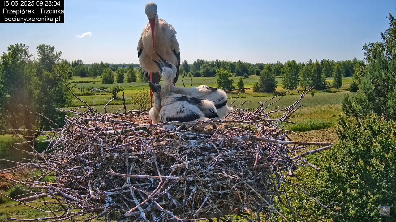 15062025bociany16