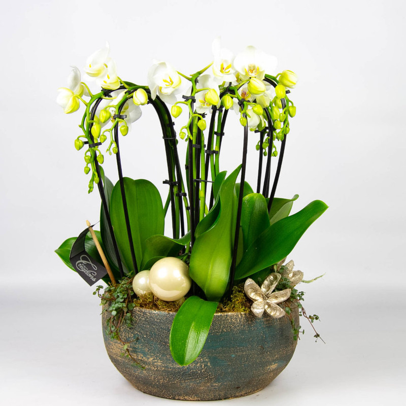 Красивые композиции из орхидей в керамзите для украшения дома