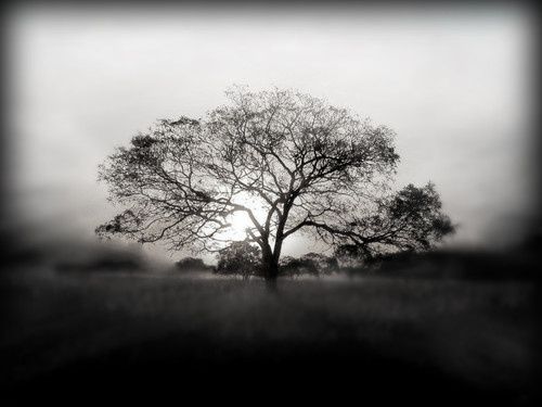 [Image: L-arbre-de-la-tristesse.jpg]