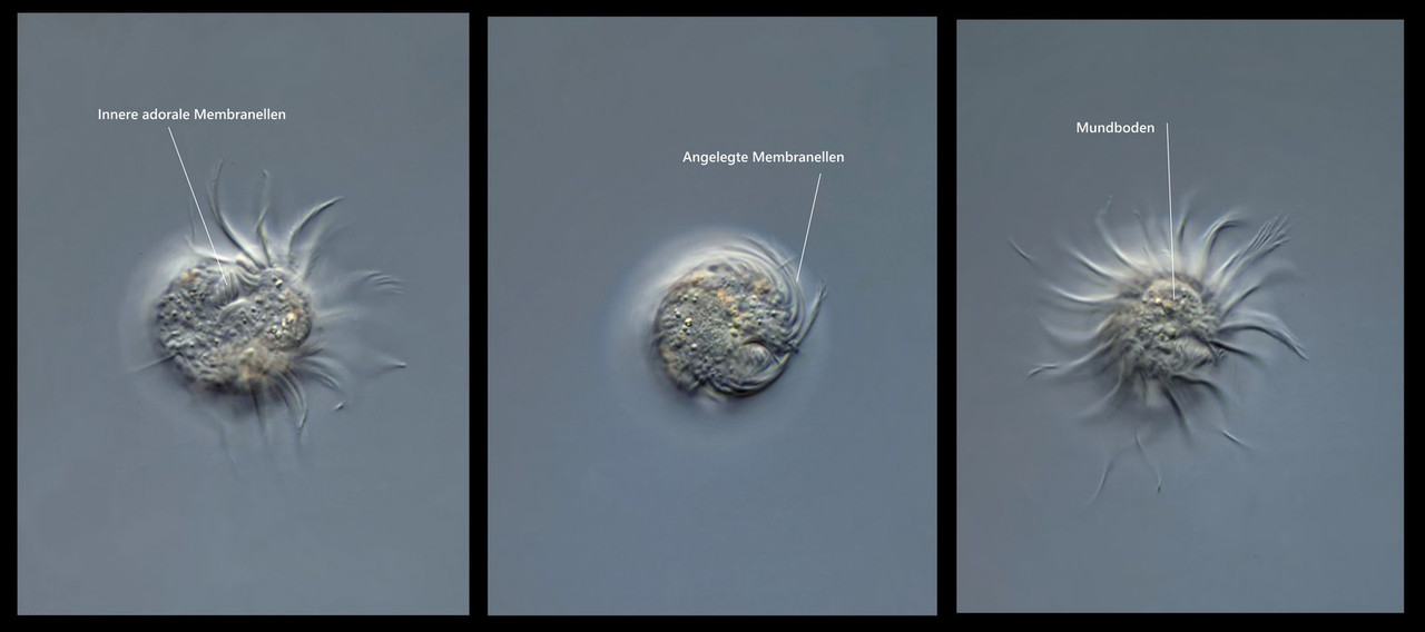 Halteria 03 grandinella Springtier (Foiss I-137) DIK 100 Komp 3