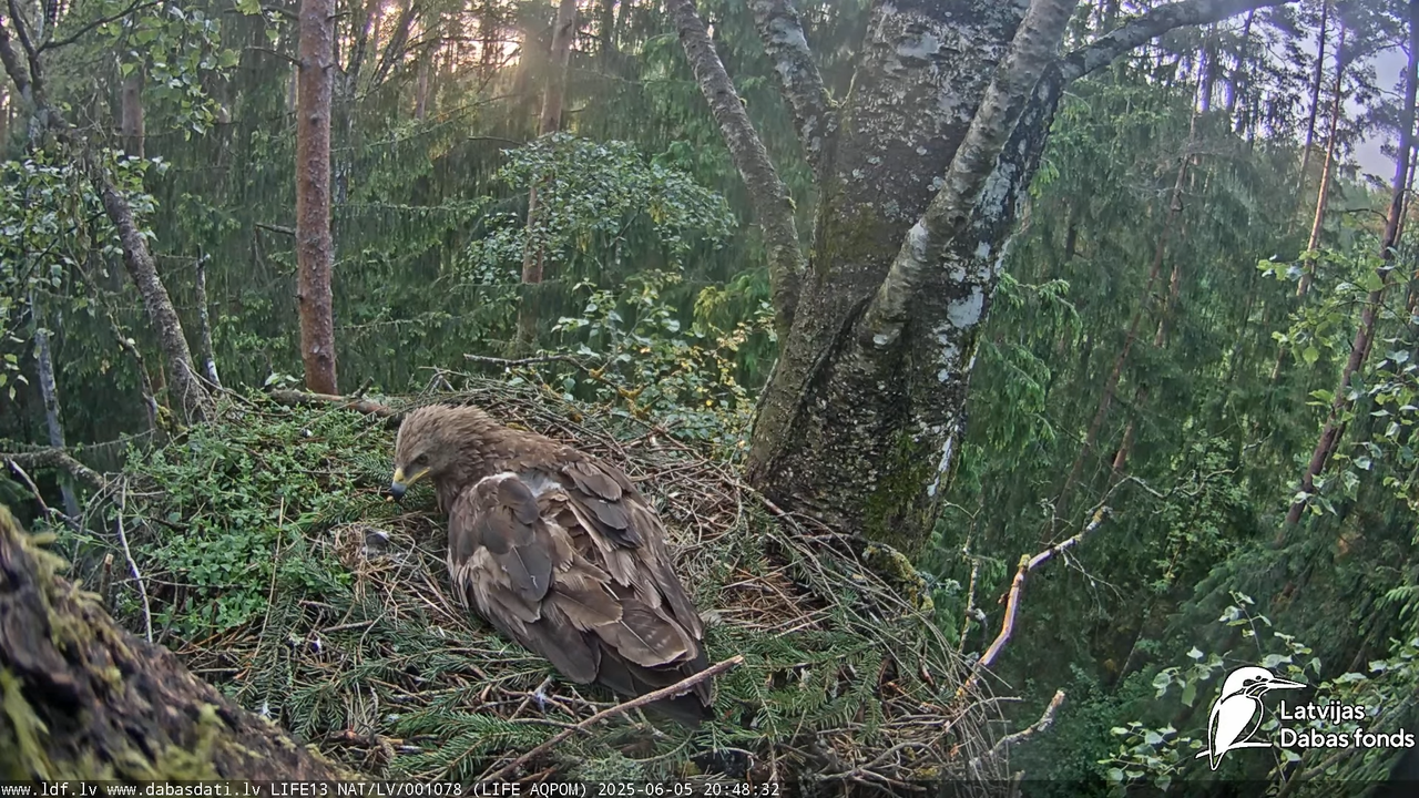 Mazais ērglis (Clanga pomarina), ligzda bērzā 18-6-7 screenshot