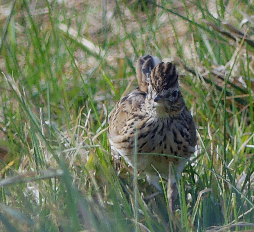 SKYLARK 2