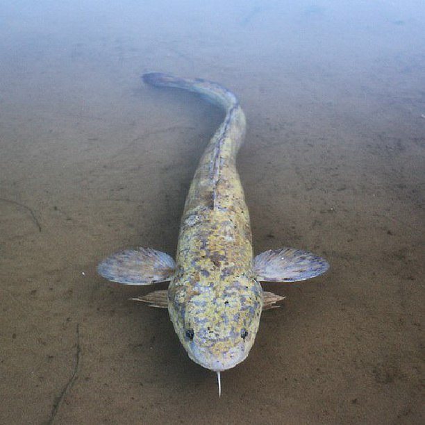 Fish Times on Instagram: “#рыбалка #увлечение #о