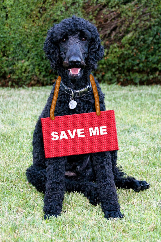 poodle save me