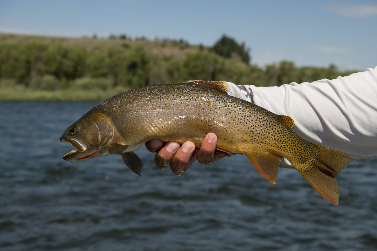 Yellowstone River Cutthroat