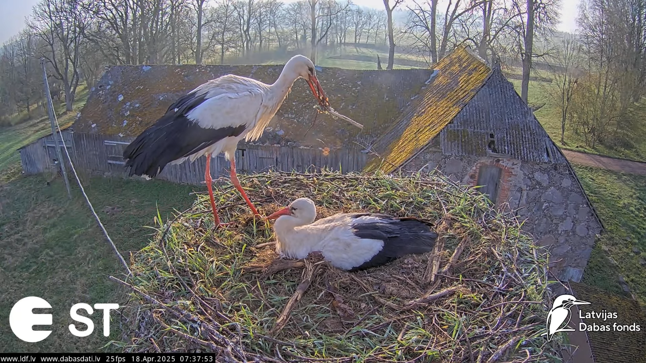 (20) Baltie stārķi (Ciconia ciconia) Tukuma novadā __ White storks in Tukums, Latvia - YouTube - 722