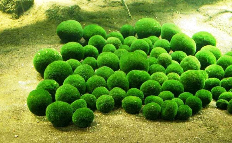 Эгагропила Линнея (Aegagropila linnaei), известная как "мох-шар" или "маримо"