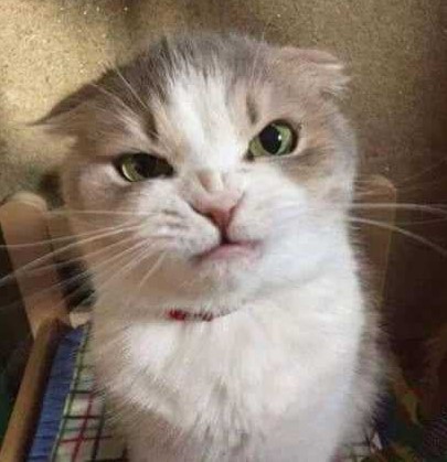 angry-cat.jpg