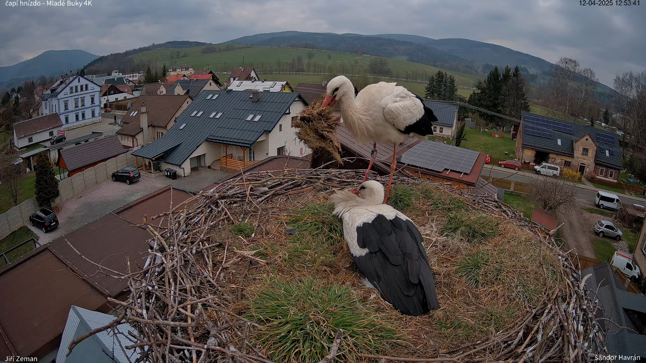Tiešraides kamera — Mladé Buky — stārķa ligzda 4K 15-6-32 screenshot