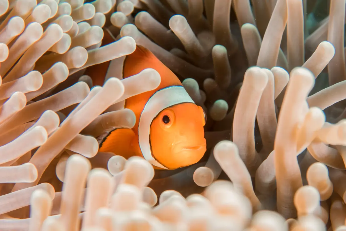 clownfish-peeks-from-anemone-tenticles.webp