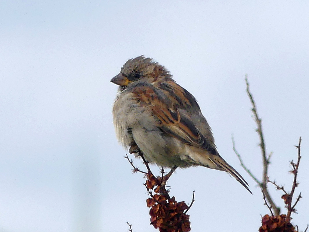 SPARROW 8 260824