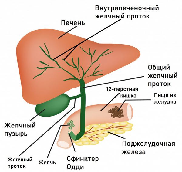 Расстройства пищеварения