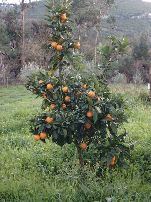 DSC_0076_resized_20190204_055634560 (1)