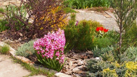 Gardening basics for beginners