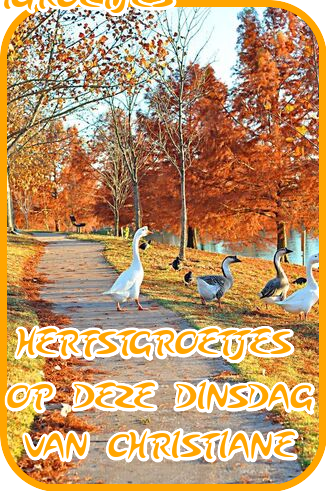 BLOGJES-31-OKT.png