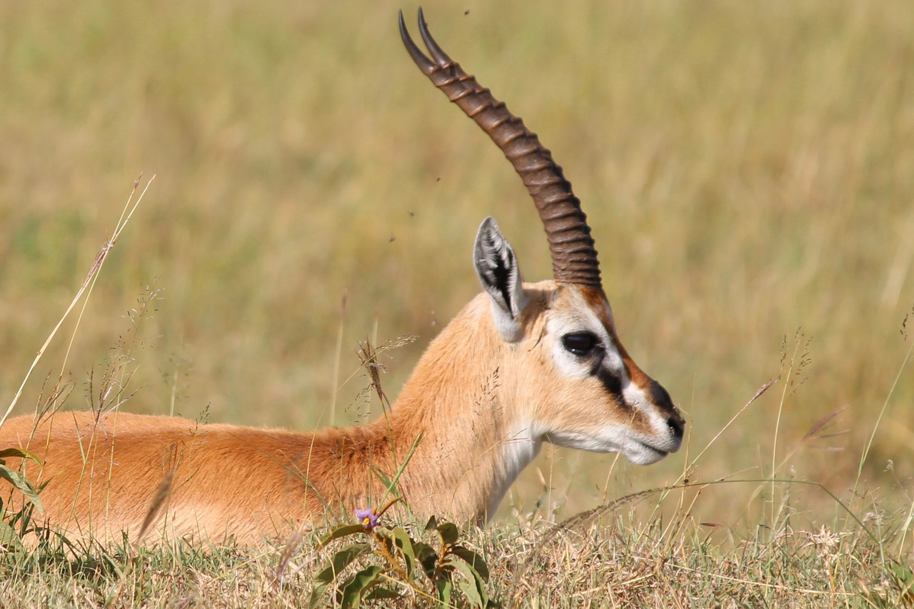 Safari