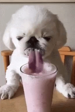 dog-cute.gif