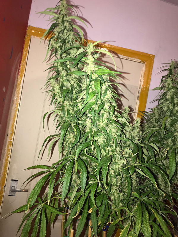 D8FC0AD9-DCCE-4C99-81DC-6129AC0C6AC8