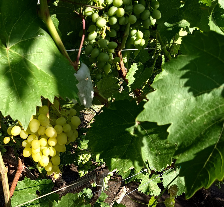 кш Цимус_20240715_162228