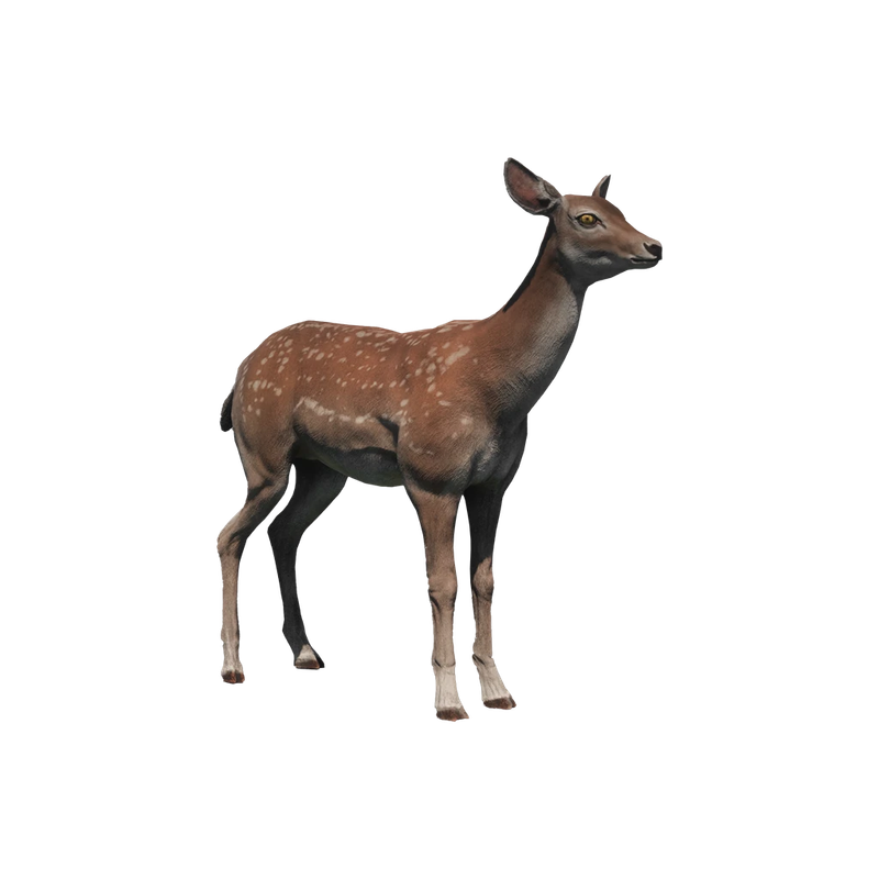Deer