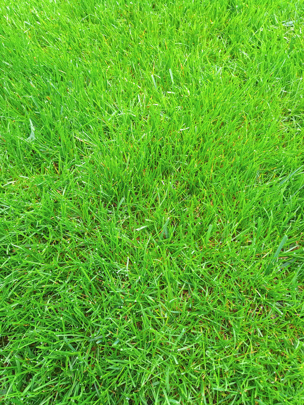 Light but dense grass