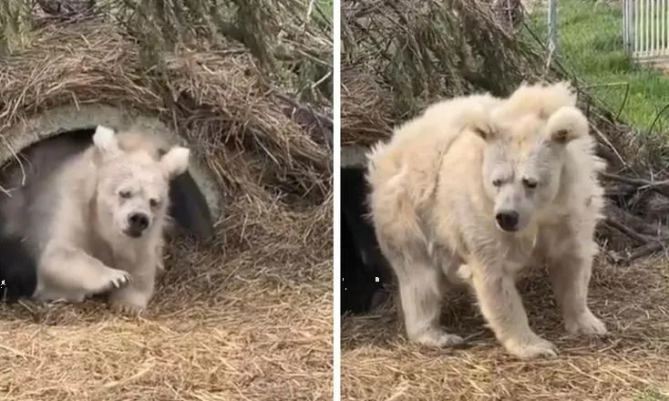 Captan a oso despertando de la hibernación y su cómica apariencia se viraliza