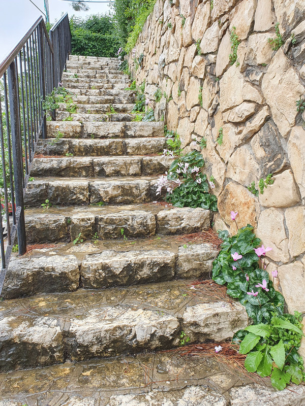 Цикламены (альпийские фиалки) на лестнице у хайфского дома