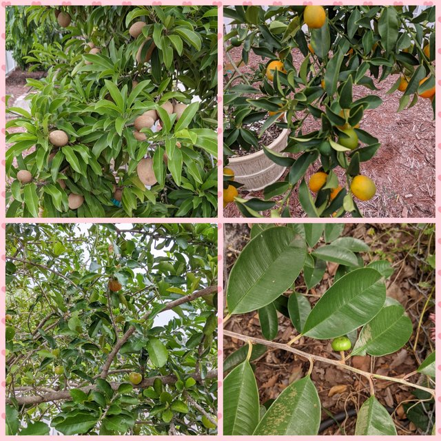 [Image: Photo-Grid-1607284668375.jpg]